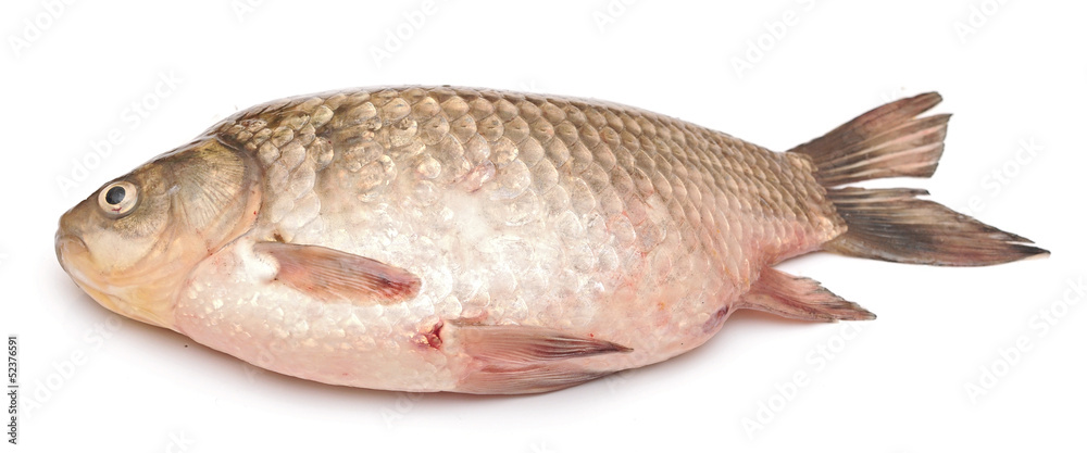 Crucian carp isolated on white background Crucian carp isolated on white background