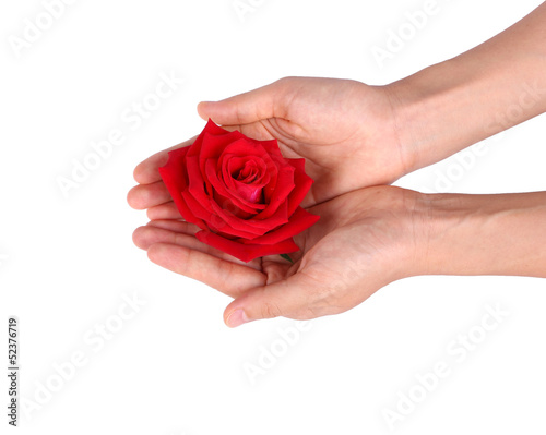 Red rose with hands on white background