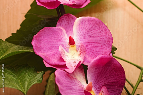 Beautiful Pink orchid - phalaenopsis