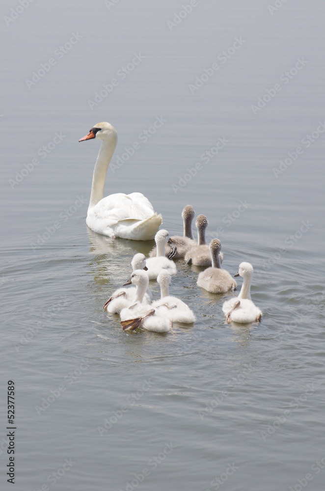 swan family floating on the water