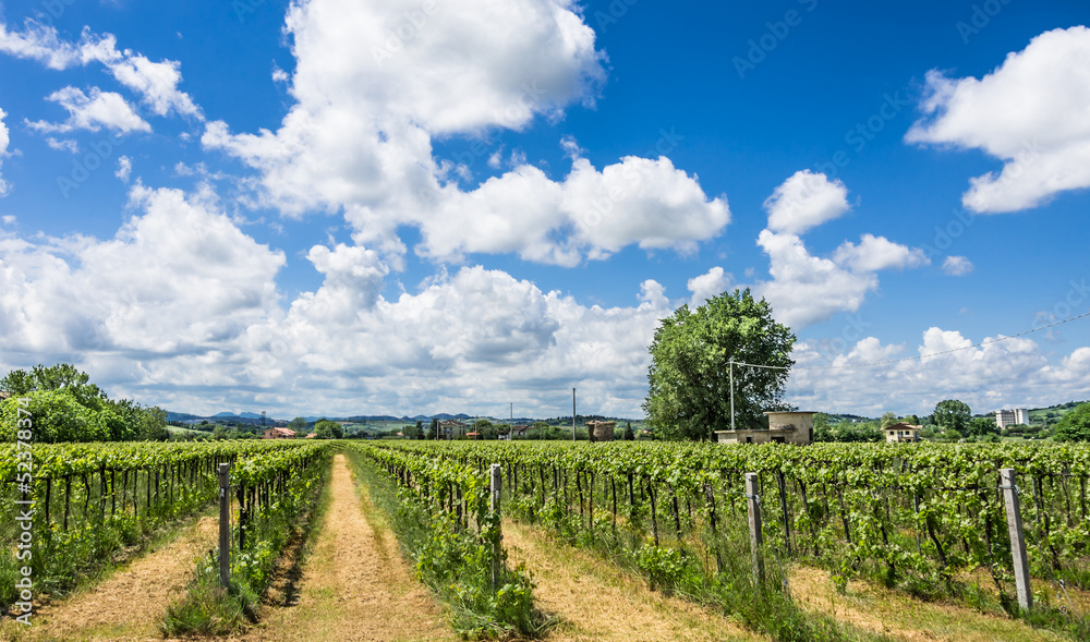 Italian Vineyard with sunny cloudy Sky