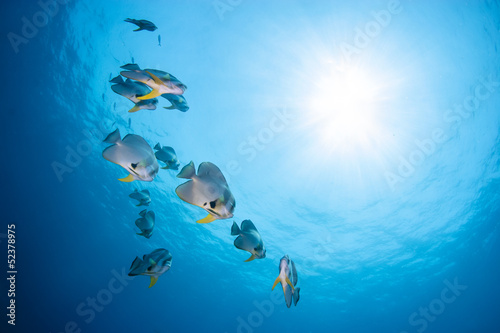 Bat fish swimming on blue water background with sun