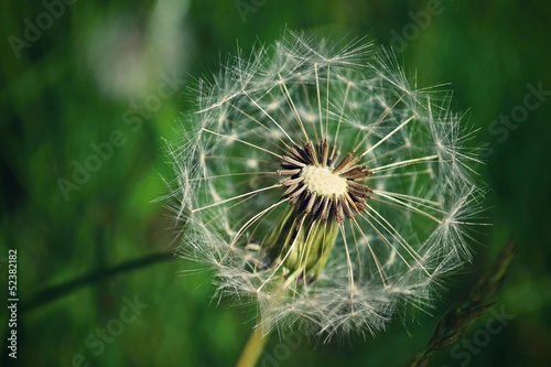 Dandelion seed outdoors