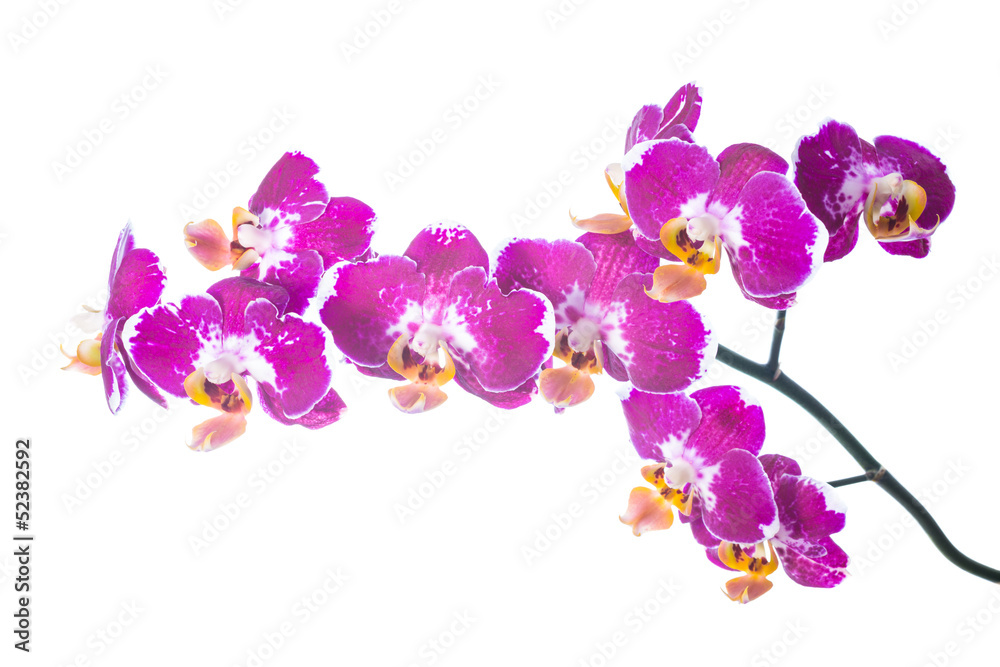 Fototapeta premium spotty orchid isolated on the white, background