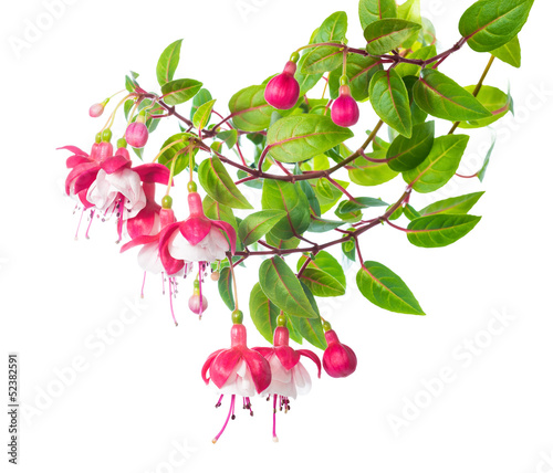 blossoming branch of a fuchsia  Alwin
