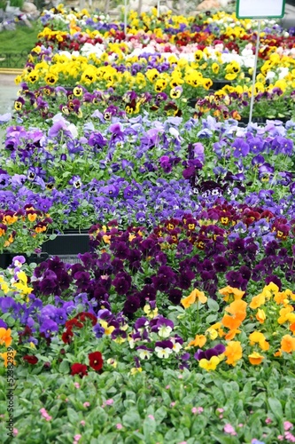 potted flowers with petals multicolor for sale in a greenhouse o
