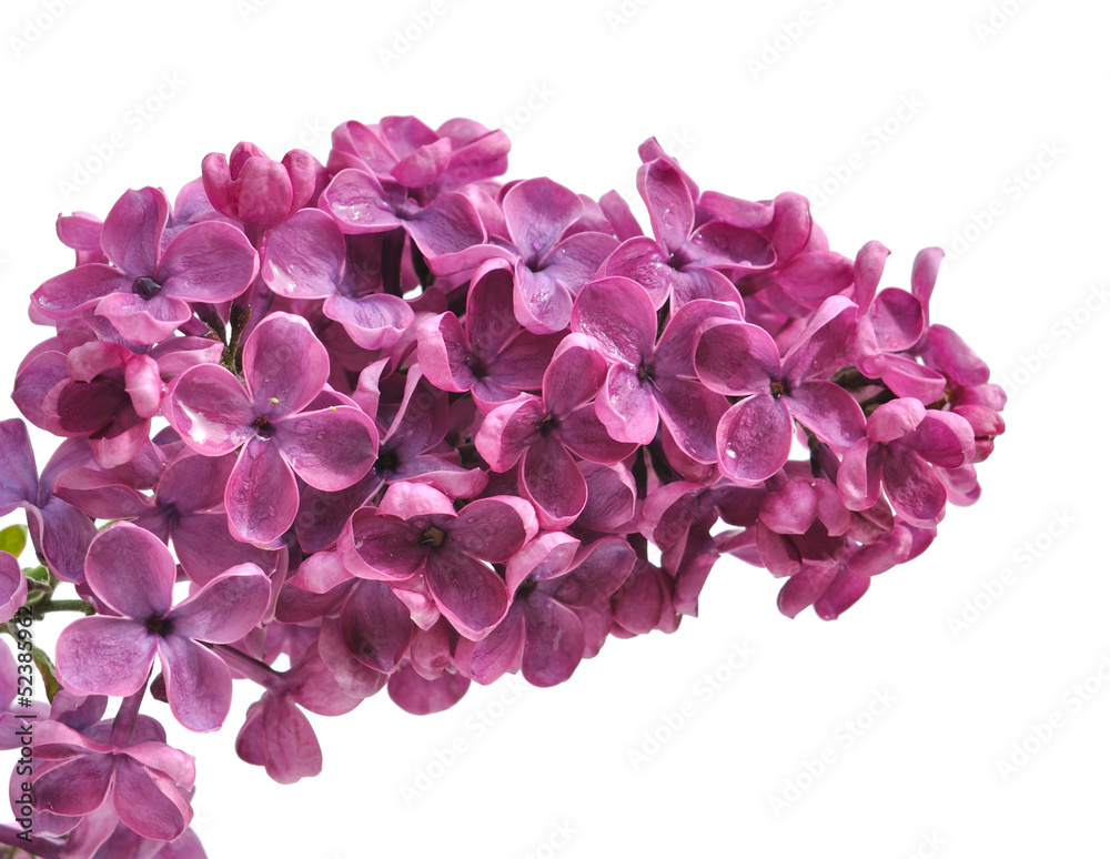 Fototapeta premium lilas