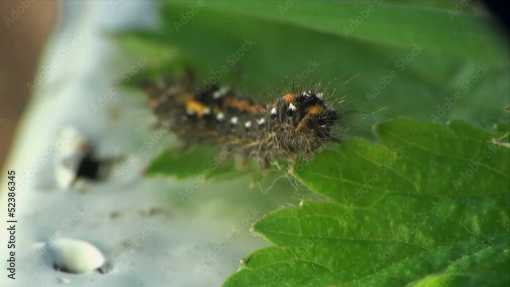 caterpillar macro