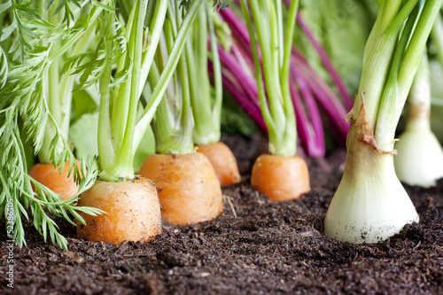 Many fresh organic vegetables growing in the garden closeup