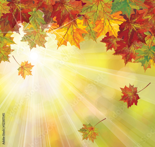 Vector of autumnal leaves on sunny background.