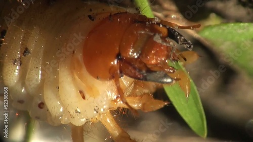 Grub Cockchafer photo