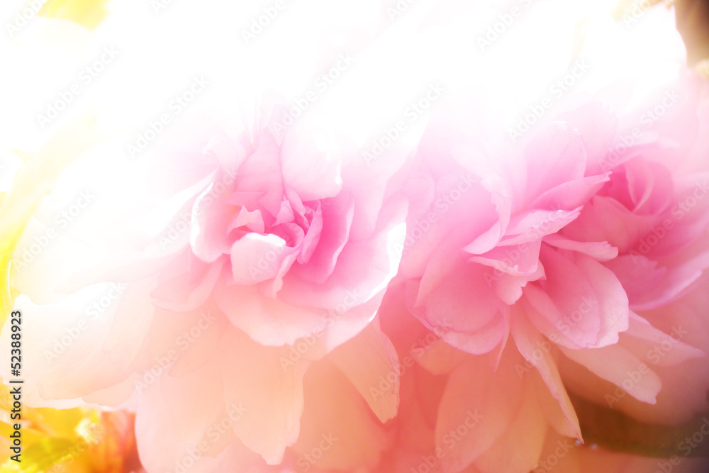 pink blurred blossoms background...