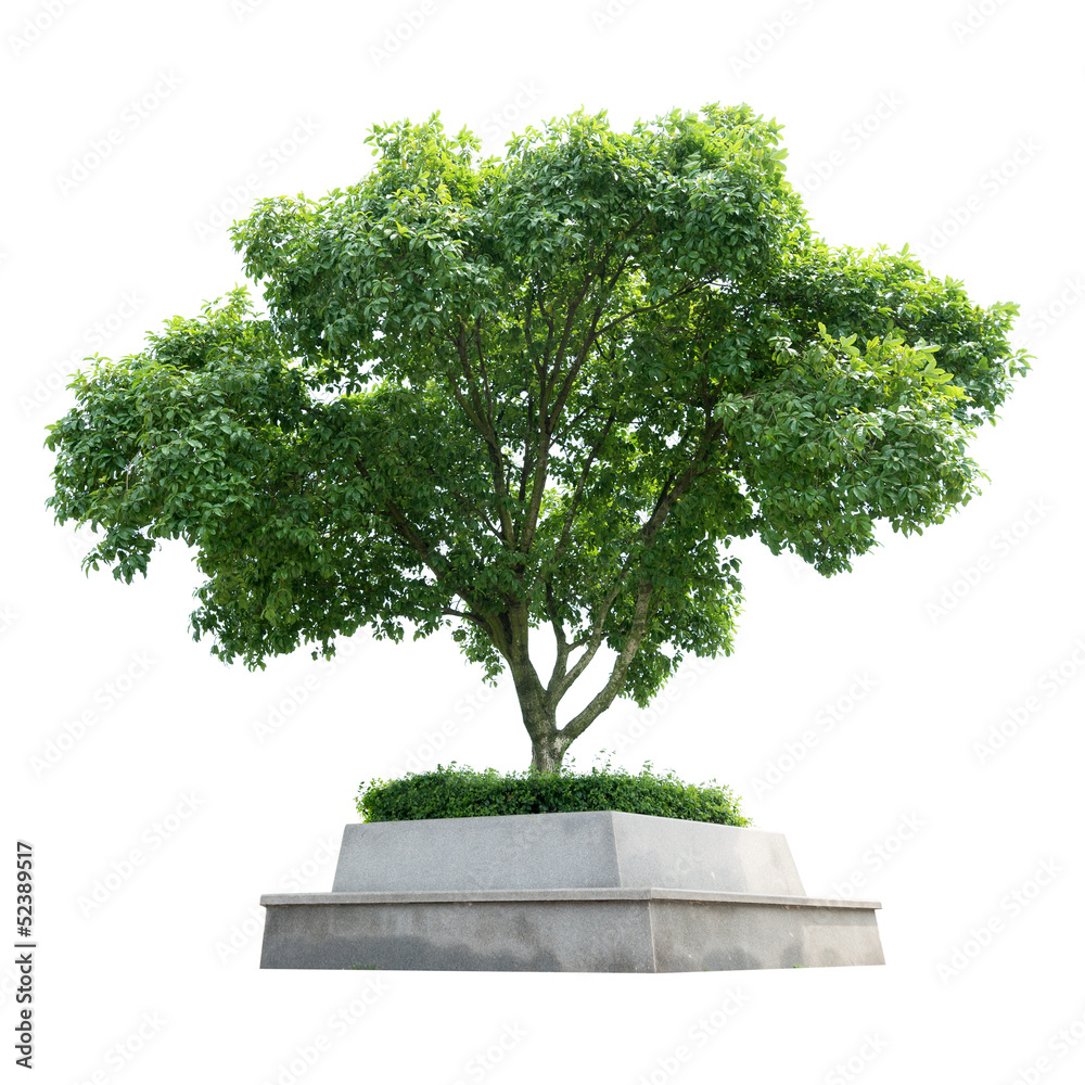 Fototapeta premium Tree
