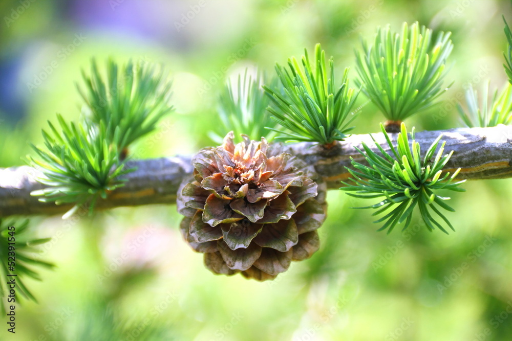 Branch with cone. Larix leptolepis Branch with cone. Larix leptolepis