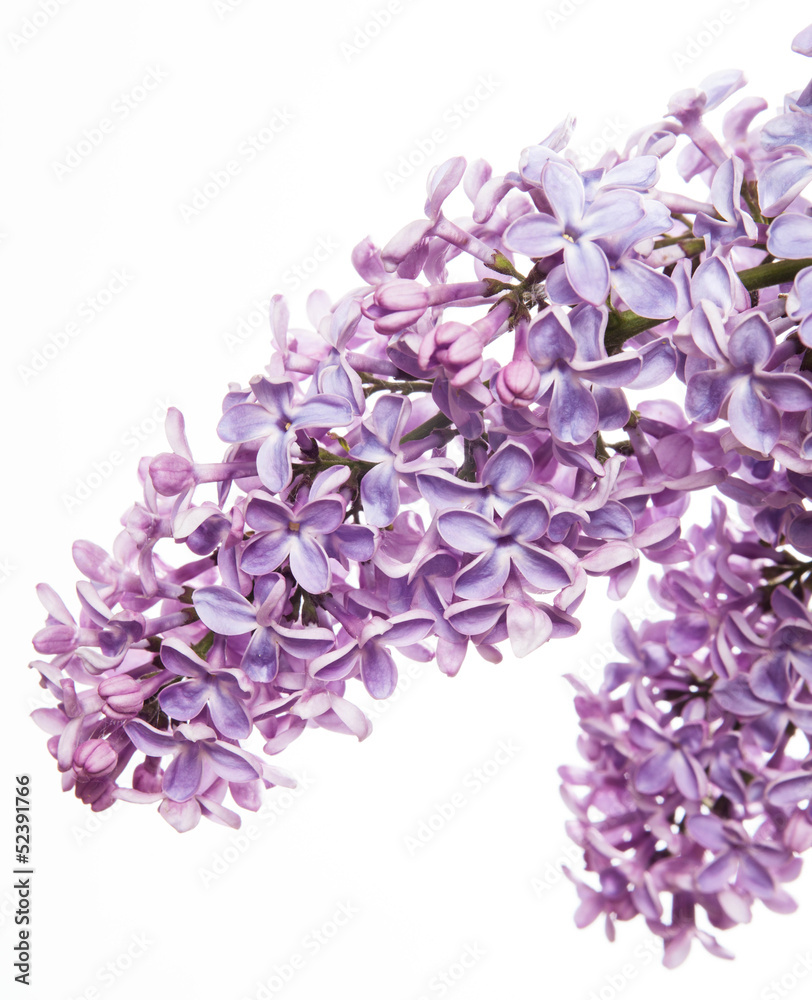 Obraz premium The beautiful lilac isolated on white background