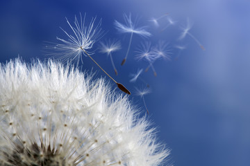 Fotobehang Paardenbloem Paardenbloem verliest pluizige zaden  © Brian Jackson
