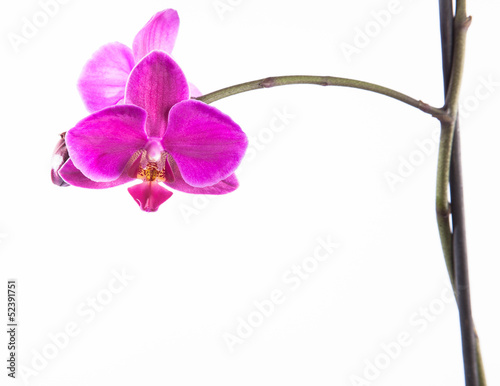 Pink orchid