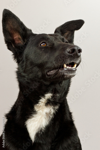 Fototapeta Naklejka Na Ścianę i Meble -  Mischlingshund im Studio