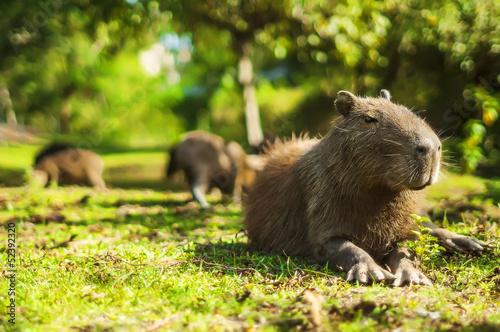 Capybara relaxed (Hydrochoerus hydrochaeris)