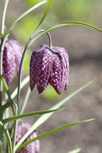 Snakes Head Fritillary flower