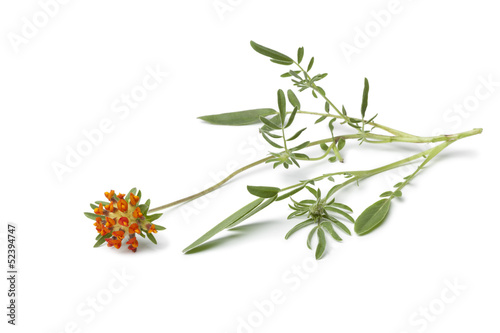 Twig of Orange Kidneyvetch flower