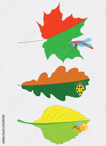 Different leaves and insects.