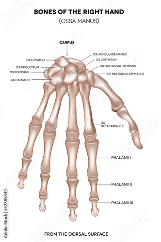 Hand. Bones of the right hand.