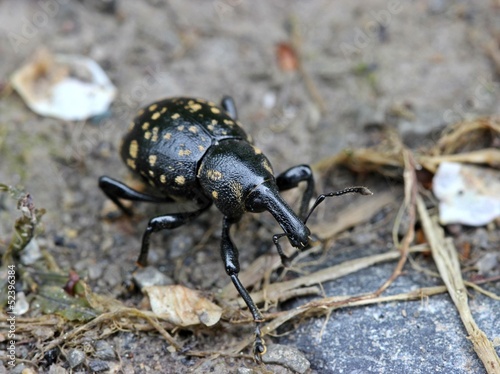 Deutscher Tr  gr  ssler  Liparus germanus  