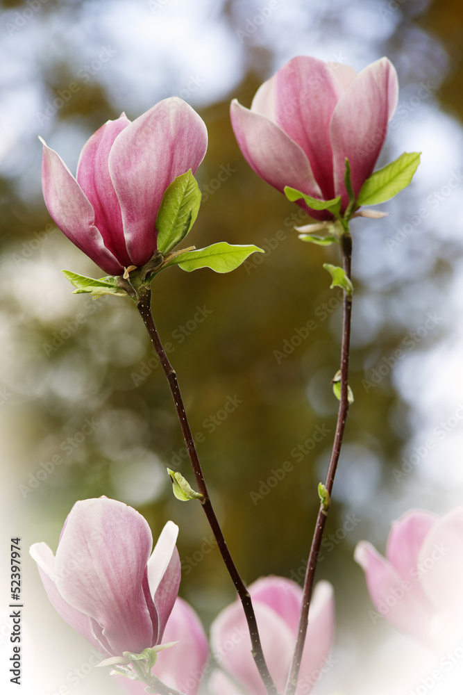 Obraz premium Magnolia I