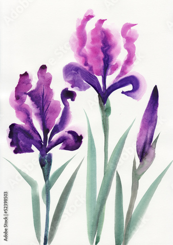 Fototapeta Naklejka Na Ścianę i Meble -  Irises