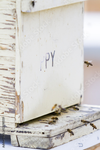 Beekeeping photo