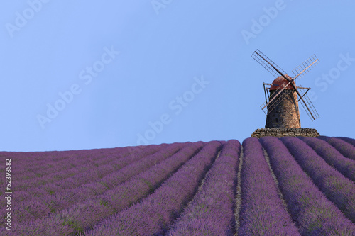 Lavendelfeld mit Mühle