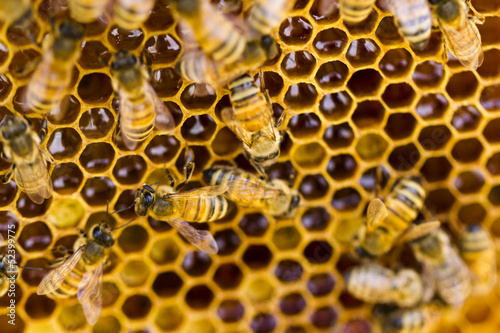 Beekeeping photo