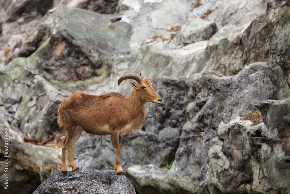 Barbary sheep ( Ammotragus lervia ) native to rocky mountains i Barbary sheep ( Ammotragus lervia ) native to rocky mountains i