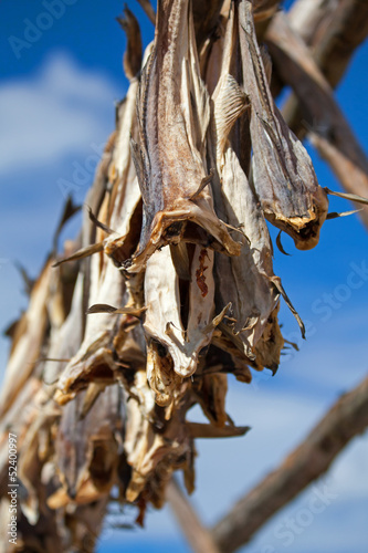 Norwegian traditional stockfish outdoor drying
