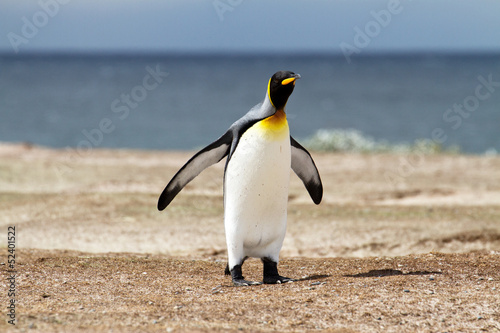 King Penguin