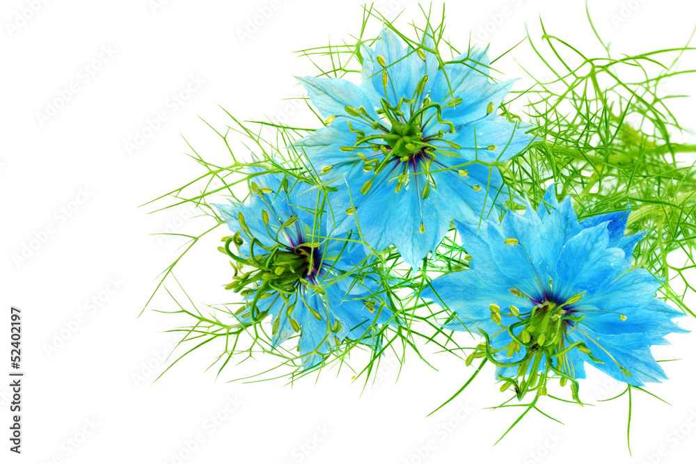 Nigella damascena on white background. Isolated. Close-Up Nigella damascena on white background. Isolated. Close-Up