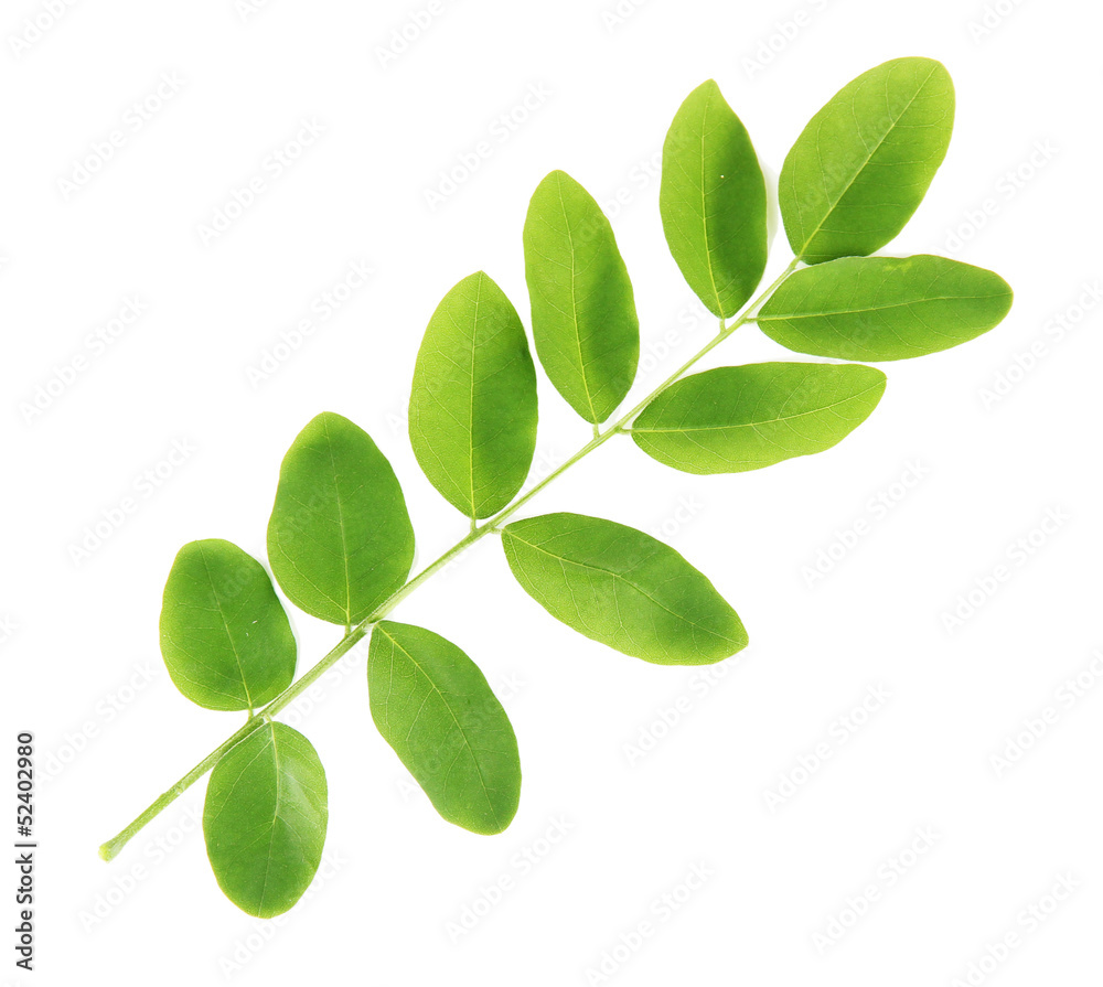 Green leaves isolated on white Green leaves isolated on white