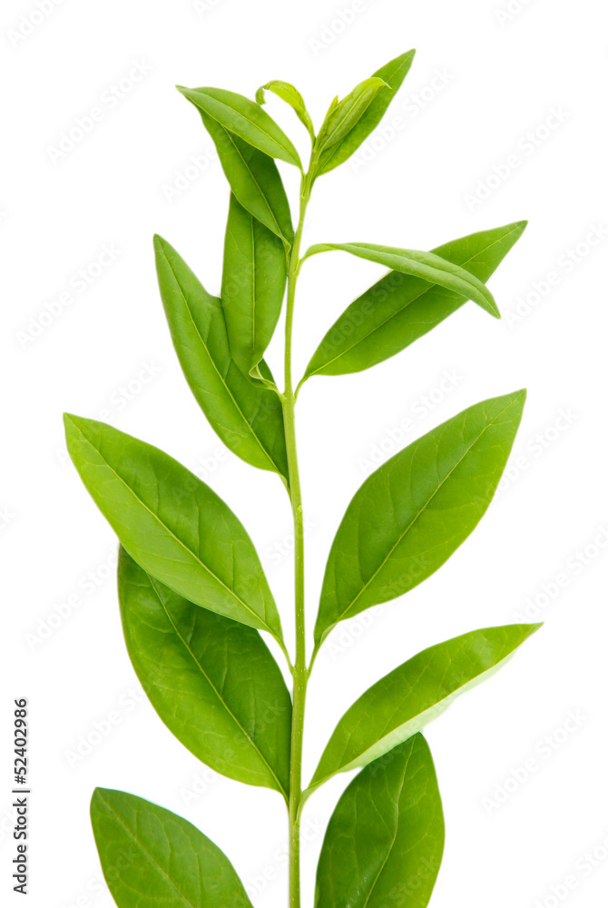 Green leaves isolated on white Green leaves isolated on white