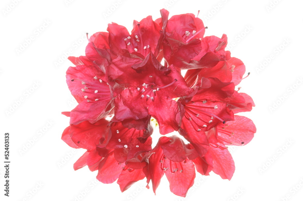 Rhododendron flower isolated on white background Rhododendron flower isolated on white background
