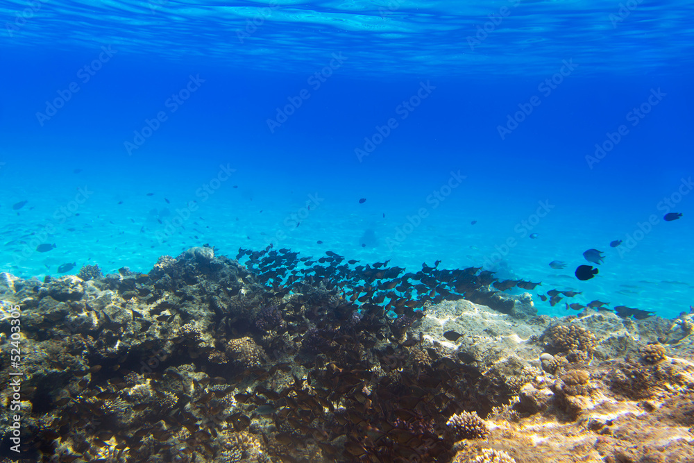 Coral reef of Red Sea with tropical fishes, Egypt