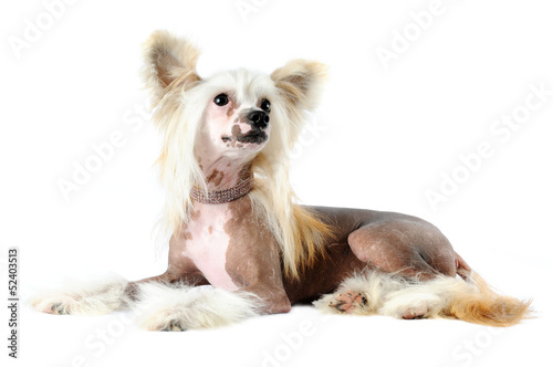 Chinese crested dog portrait isolated on white