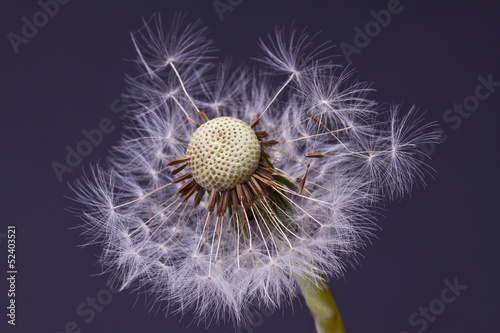 Close-up of dandelion seed 
