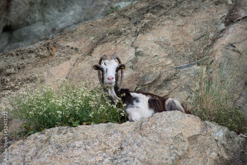 Goat eating flowers on a boulder