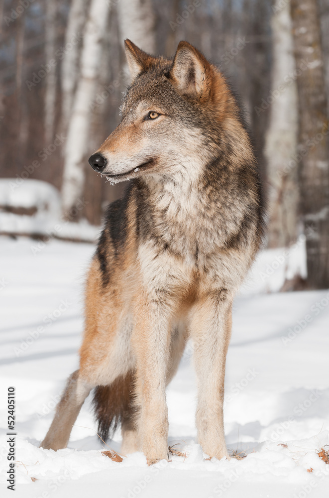 Grey Wolf (Canis lupus) Stands in Treeline Looking Left