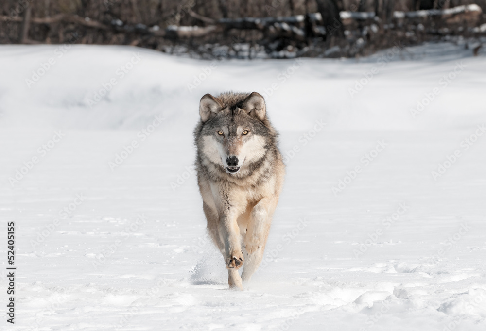 Grey Wolf (Canis lupus) Runs Directly at Viewer Grey Wolf (Canis lupus) Runs Directly at Viewer