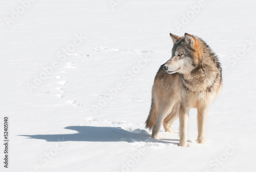 Grey Wolf (Canis lupus) Stands in Snow Looking Left © hkuchera