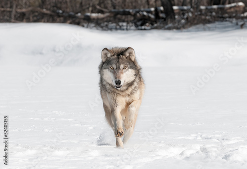 Grey Wolf (Canis lupus) Runs Directly at Viewer © hkuchera