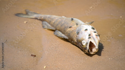 dead fish