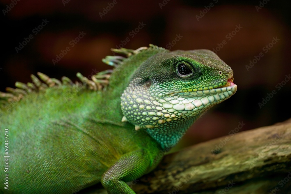 Iguana Iguana